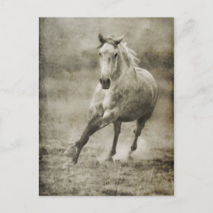 Rustic Galloping Andalusian Horse Vykort