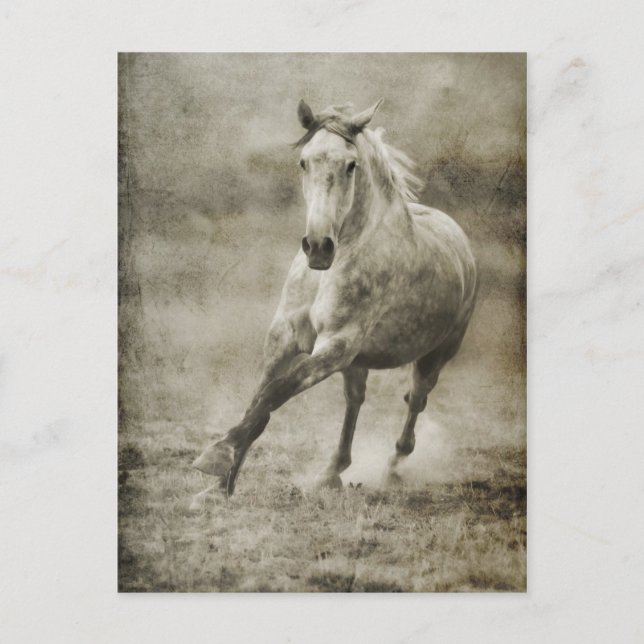 Rustic Galloping Andalusian Horse Vykort (Framsida)