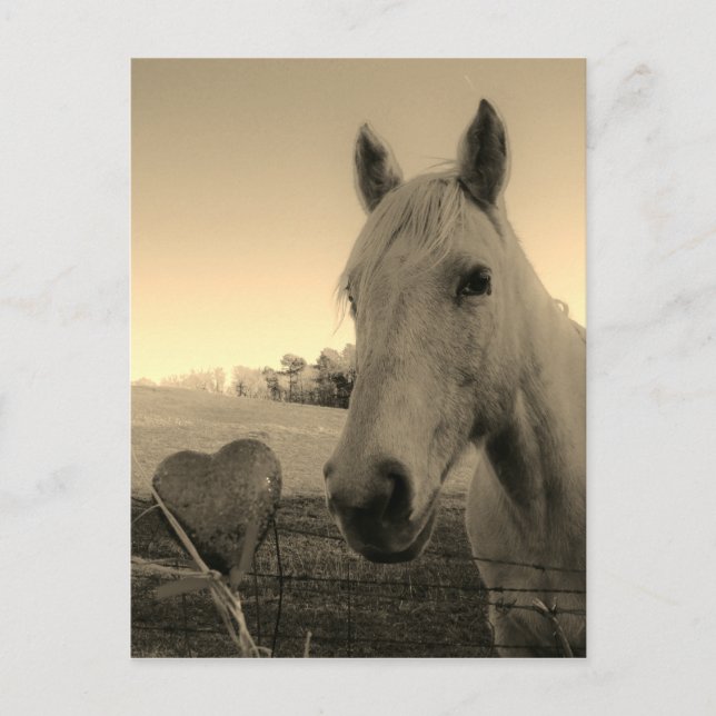 Rustic Horse and Heart Valentine Vykort (Framsida)