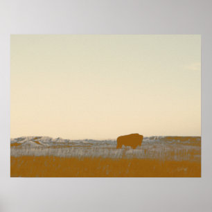Rustic Lone Buffalo Photo från Badlands Poster
