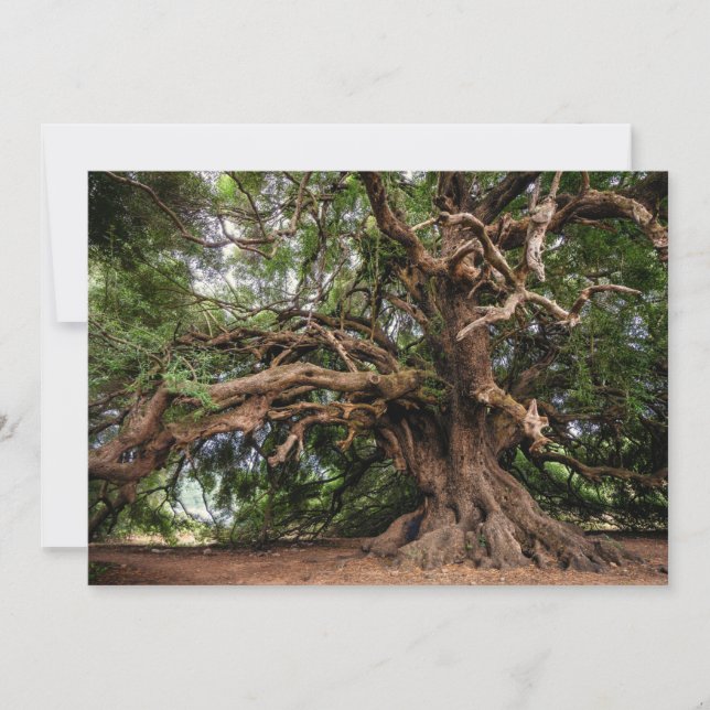 Rustic Old Olive Träd (Framsida)