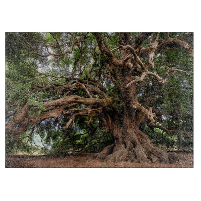 Rustic Old Olive Träd (Framsidan)