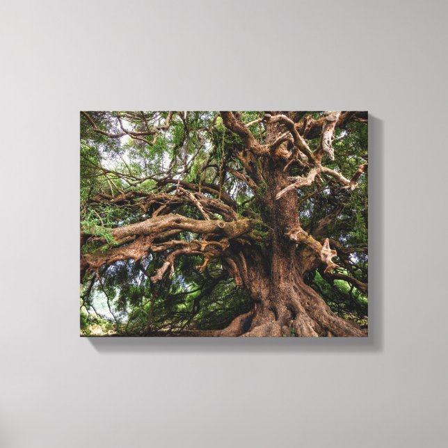Rustic Old Olive Träd Canvastryck (Framsida)