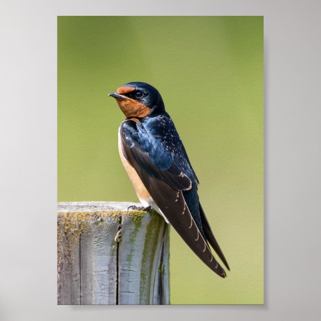 Rustic Serenity Barn Sväljer på trästängsel Poster (Framsidan)