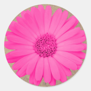 Rustic Shock rosa Gerber Daisy Round Stickers Säla Runt Klistermärke