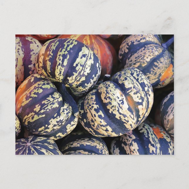 Rustic Stripe Pumpkins Vykort (Framsida)