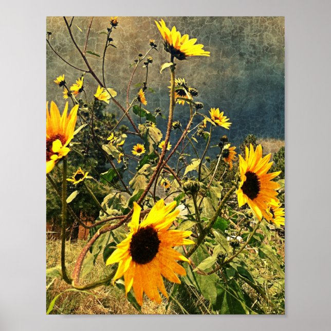 Rustic Sunrows against Stormy Himlar Photograph Poster (Framsidan)