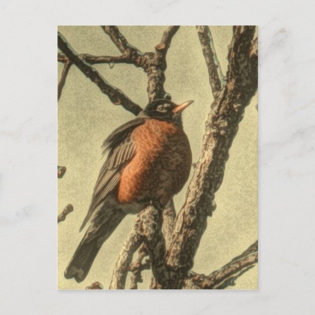 Rustic Träd grenar Michigan State Bird Robin Vykort (Framsida)