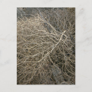 Rustic Tumbleweed Vykort