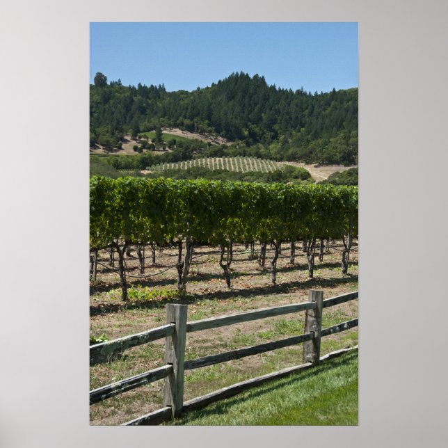 Rustic Vineyard Grape Fält Poster (Framsidan)