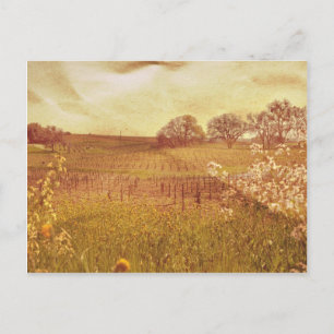 Rustic Vineyard i Napa Valley California Vykort