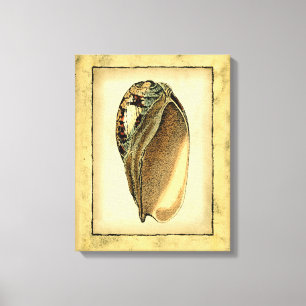 Rustic Vintage Seashell Canvastryck