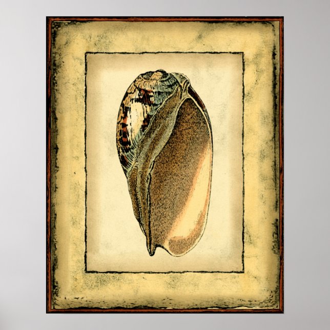 Rustic Vintage Seashell Poster (Framsidan)