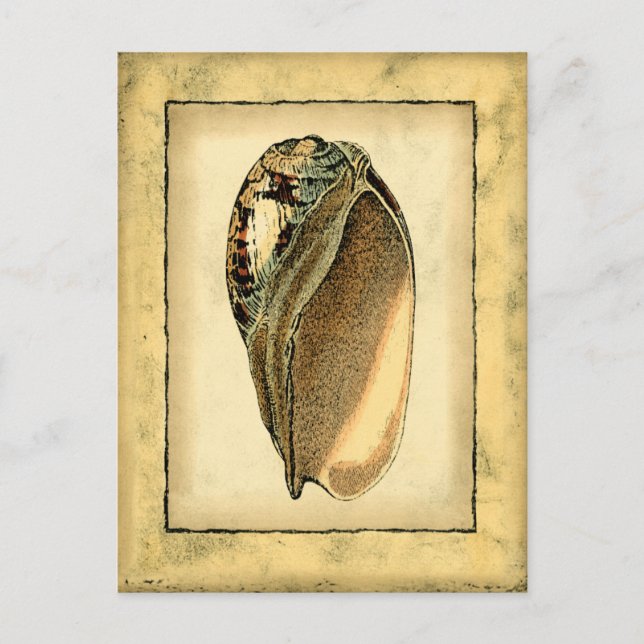 Rustic Vintage Seashell Vykort (Framsida)