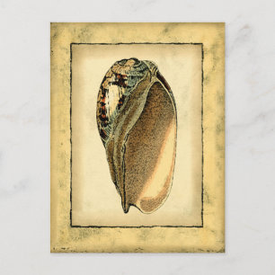 Rustic Vintage Seashell Vykort