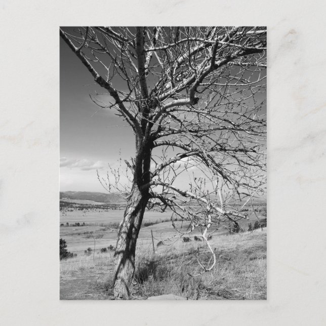 Rustic Vykort (Framsida)