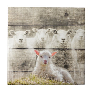Rustik får Baby Lamb Burlap Kakelplatta