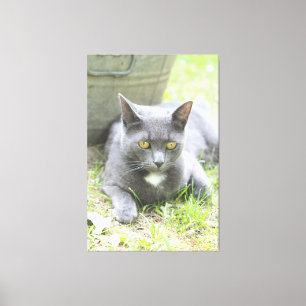 Rustik grå katt-design canvastryck