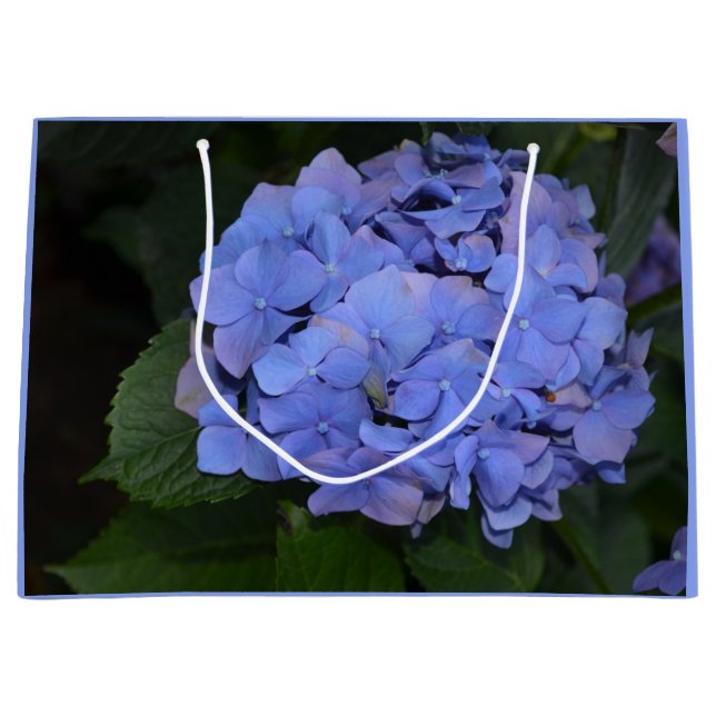 Rustik lila Hydrangea macrophylla   (Framsidan)