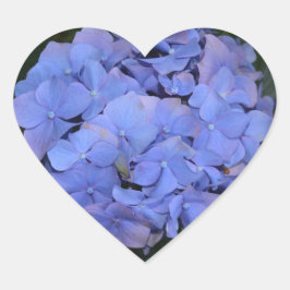 Rustik lila Hydrangea macrophylla  Hjärtformat Klistermärke