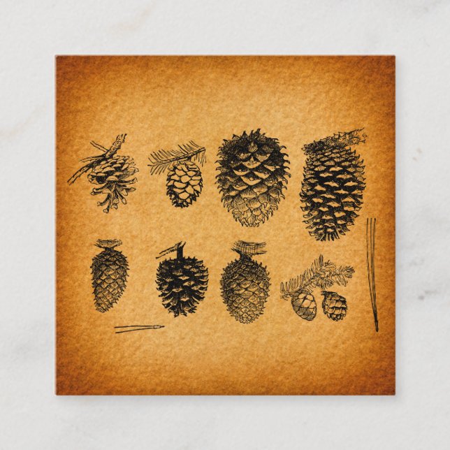 Rustik Pinecones Gräs Cone-teckning Antique Design Tilläggskort (Framsida)