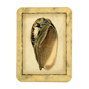 Rustik Vintage Seashell Magnet