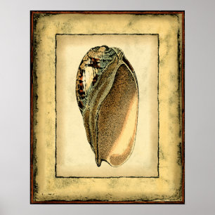 Rustik Vintage Seashell Poster