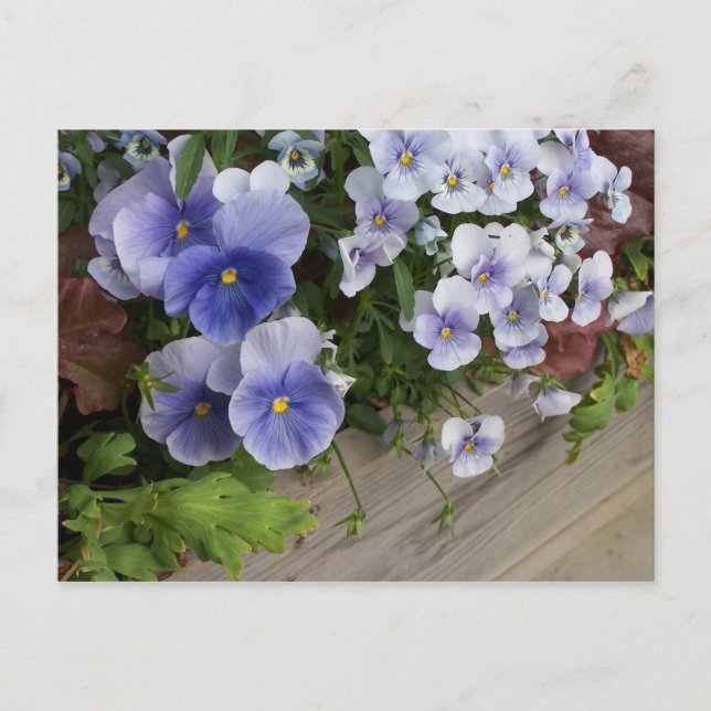 Rustika lila penséer Blommig   Vykort (Framsida)