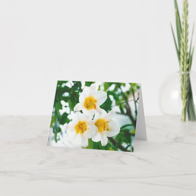 Rustika vita liljor - Lilium candidum Kort (Framsida)