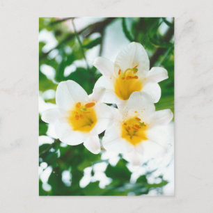 Rustika vita liljor - Lilium candidum Vykort