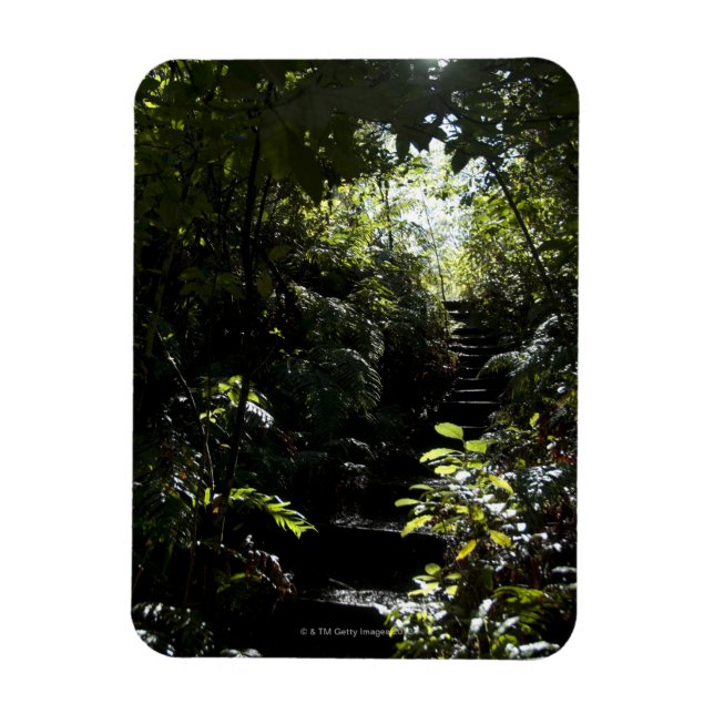 Rustiska trappor/gångbana i skog, solljus magnet (Vertikal)