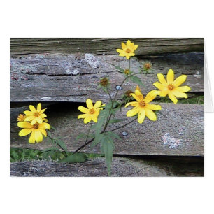 Rustiskt Daisy-kort OBS Kort