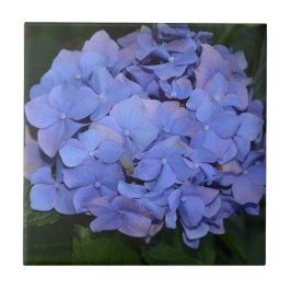 Rustit Lila Hydrangea macrophylla Kakelplatta