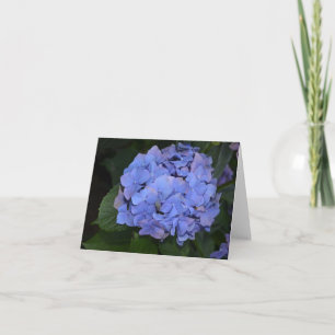 Rustit Lila Hydrangea macrophylla Kort