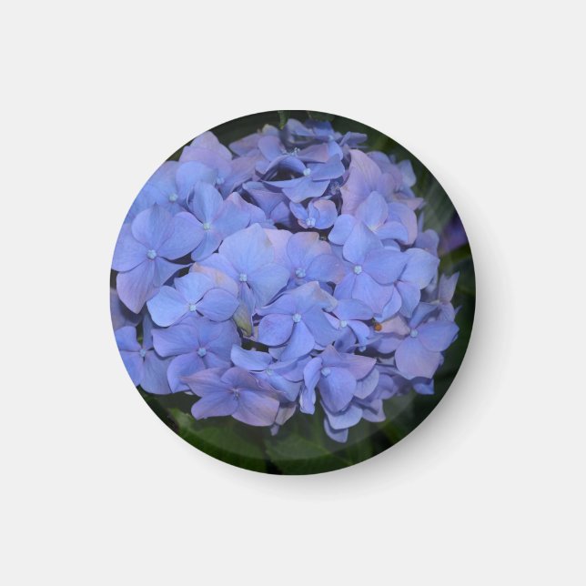 Rustit Lila Hydrangea macrophylla Magnet (Framsidan)