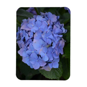 Rustit Lila Hydrangea macrophylla Magnet