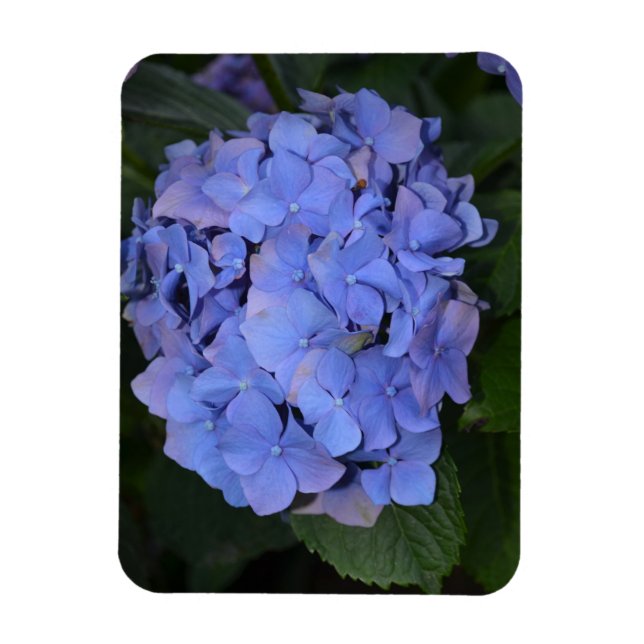 Rustit Lila Hydrangea macrophylla Magnet (Vertikal)