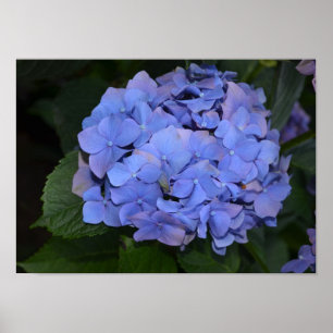 Rustit Lila Hydrangea macrophylla Poster