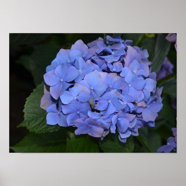 Rustit Lila Hydrangea macrophylla Poster (Framsidan)