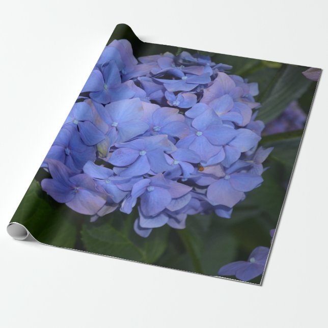 Rustit Lila Hydrangea macrophylla Presentpapper (Utrullad)