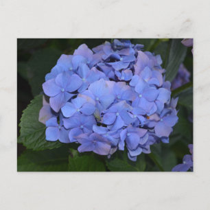 Rustit Lila Hydrangea macrophylla Vykort