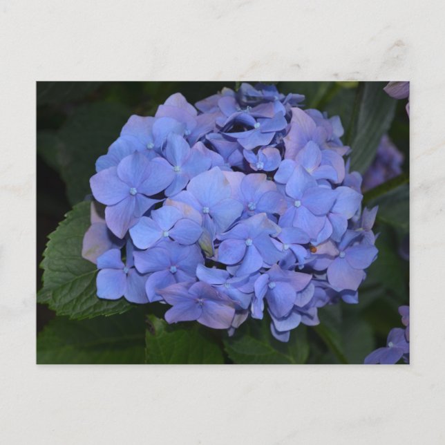 Rustit Lila Hydrangea macrophylla Vykort (Framsida)