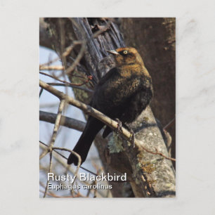 Rusty Blackbird Postcard Vykort