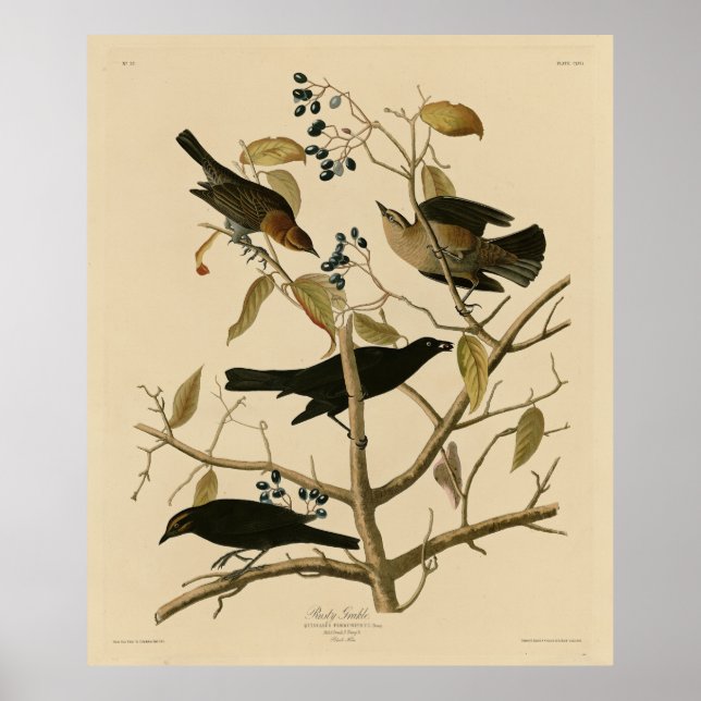 Rusty Grakle (Grackle) Audubon's Birds of America Poster (Framsidan)