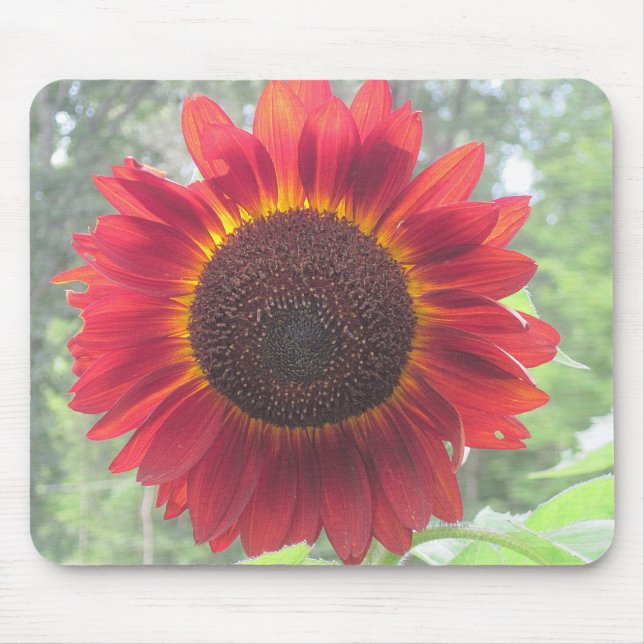 Rusty Red Solros Musmatta (Framsidan)