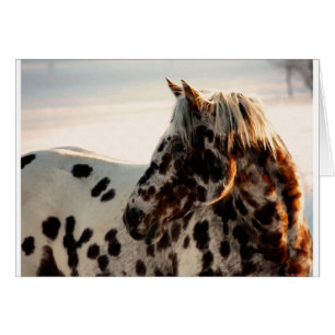 Rusty the Appaloosa Hälsningskort