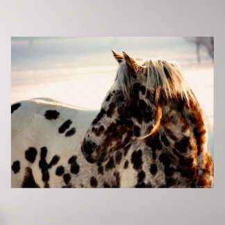 Rusty the Appaloosa Poster