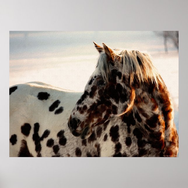 Rusty the Appaloosa Poster (Framsidan)