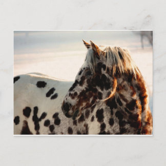 Rusty the Appaloosa Vykort