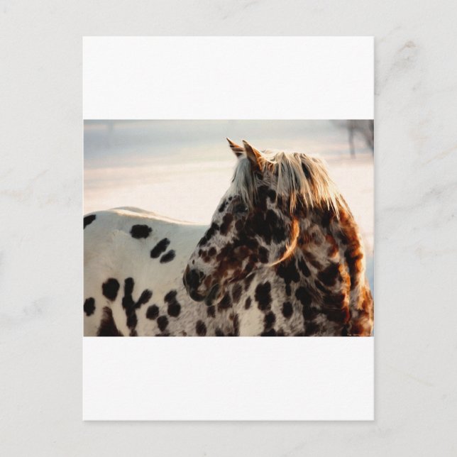 Rusty the Appaloosa Vykort (Framsida)